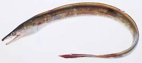 日本鰻魚陷入絕境？捕獲量僅為去年同期的1%！