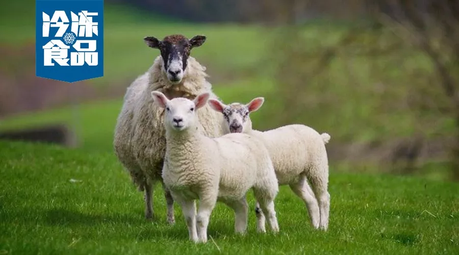 大咖年終講 | 蒙羊總裁曹旭升，肉羊產(chǎn)業(yè)升級，未來將有多寡頭出現(xiàn)！