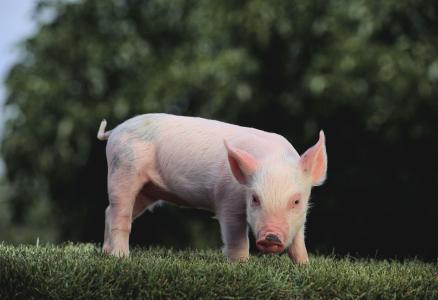 2017年全球豬肉產(chǎn)量11103.4萬噸，增長0.97%