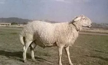 知識 | 這份羊品種大全，一定要收藏