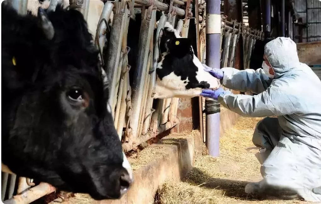 最新！安徽宣城發(fā)生非洲豬瘟疫情 炭疽豬瘟瘋牛病之間有關(guān)聯(lián)嗎