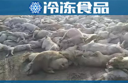 農(nóng)業(yè)農(nóng)村部通報(bào)河北首例非洲豬瘟疫情！“豬”又告急，“肉”更難安！