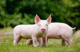  看好“二師兄”錢景，唐人神擬投資3億元建生豬養(yǎng)殖屠宰項目