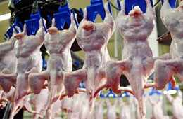 我國雞肉進口量持續(xù)增加，30家俄企獲得對華出口許可