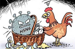 新疆發(fā)生一起H5N6禽流感疫情，已撲殺11910只