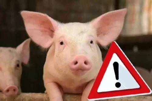 有效率不低于92%的非洲豬瘟疫苗研制成功？！