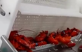 實(shí)拍龍蝦流水線，看一只蝦怎樣被大卸八塊