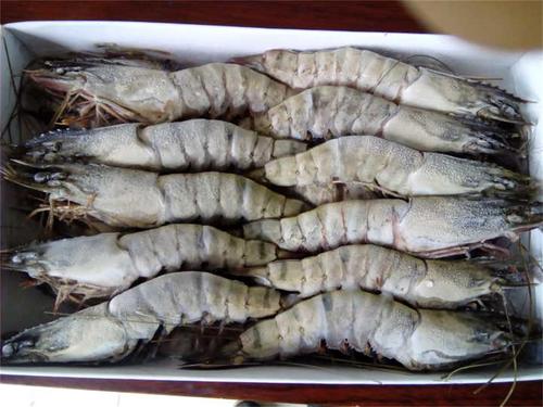 越南蝦價格恐將上漲！下半年需求量強(qiáng)勁增長，出口呈現(xiàn)復(fù)蘇跡象