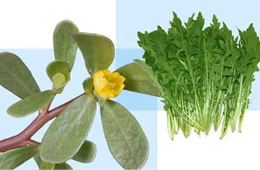 薺菜之后，蒲公英、馬齒莧入餡，野菜概念類產(chǎn)品能否野蠻生長？