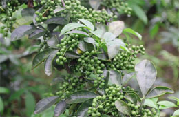 小藤椒有大魔力，今年食品圈流行藤椒味兒！