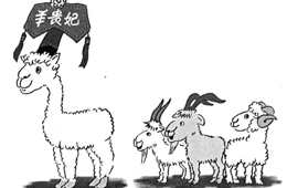 比去年同期上漲35%，價格井噴的“羊貴妃”路在何方？