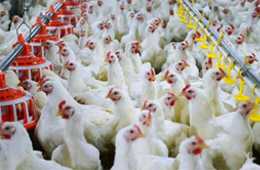 圣農(nóng)發(fā)展凈利飆升170%！2020年超級雞周期還會繼續(xù)嗎？