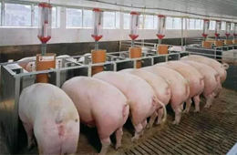 數(shù)據(jù) | 九大上市豬企2019生豬出欄量大比拼，誰是“第一豬倌”？