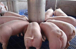 關(guān)注丨養(yǎng)豬暴富！溫氏股份2019年預(yù)計凈利138億元~143億元