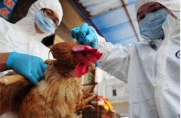 快訊丨緊急通知：河南全面禁止市場(chǎng)銷售活禽，違者責(zé)令停業(yè)