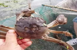 大閘蟹銷量同比漲3倍！平均售價(jià)卻首次下降超3成！