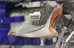 三文魚(yú)、白肉魚(yú)等水產(chǎn)品自動(dòng)化加工升級(jí)加速！