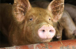 二師兄坐“火箭”，26地豬價飄紅，到底要沖到多少錢呢？