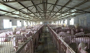 養(yǎng)豬大省河南哪里豬最多？駐馬店、周口、南陽(yáng)排前三