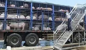  3月份6起非瘟5起屬違規(guī)調(diào)運(yùn)，今日起生豬跨區(qū)禁運(yùn)，豬價(jià)會(huì)翻身大漲嗎？