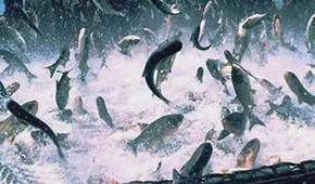 飼料漲，肉價(jià)漲，設(shè)備價(jià)也漲，新一輪漲價(jià)潮要來了？