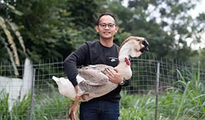 從養(yǎng)“鵝王”到做鵝丸，深挖一只鵝的潛力，這家潮汕企業(yè)下足功夫