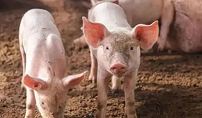 9月投放儲備肉20萬噸，創(chuàng)歷史新高；肉價(jià)要漲，食企準(zhǔn)備好了嗎？