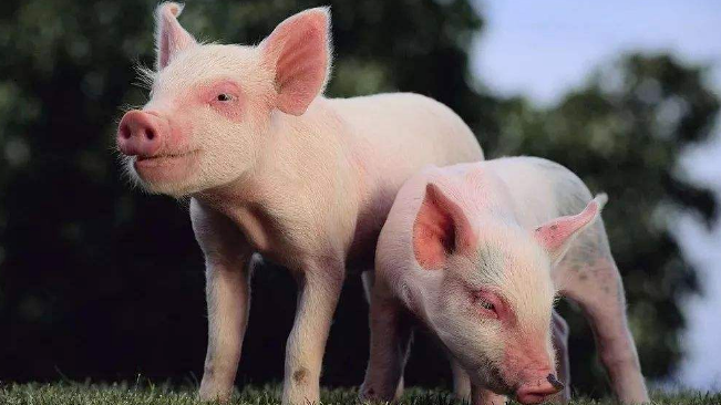 豬價進入過度上漲一級預警區(qū)間；第六批國儲肉即將投放