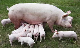 第7批中央豬肉儲(chǔ)備將投放，豬價(jià)連漲凍品廠商承壓