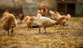  圣農(nóng)、溫氏、益生：誰能成為“雞中茅臺”？