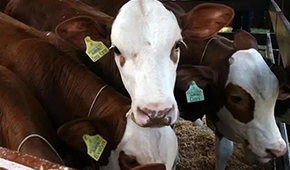 暫停28天后，巴西牛肉重返中國(guó)市場(chǎng)！