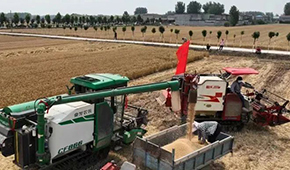 麥?zhǔn)赵庥鰻€場雨，面粉出廠價(jià)“狂飆”，一袋暴漲15元！