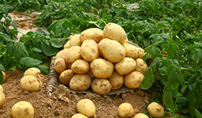 狼牙鍋巴、珍珠土豆、芝士焗土豆…掘金小吃供應(yīng)鏈，小土豆“長成”大產(chǎn)業(yè)