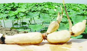 安井、正大、雙匯、荷仙、華貴等爭相入局，蓮藕預(yù)制菜為啥如此受歡迎？