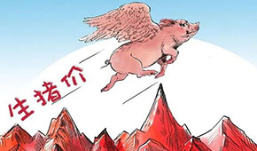 豬價連漲，有望“破9沖10”？牧原、溫氏、德康：下半年會更好