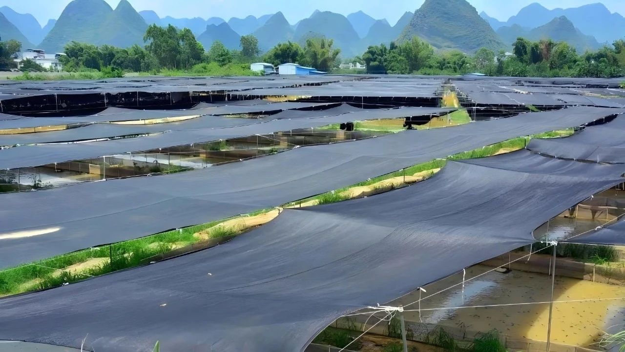 1740016846116042.jpg 1740016846116042.jpg