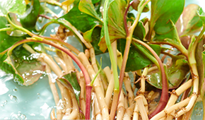 香菜面、折耳根拌面、辣條拌面…揭秘白象“瘋感”產(chǎn)品的設(shè)計(jì)故事