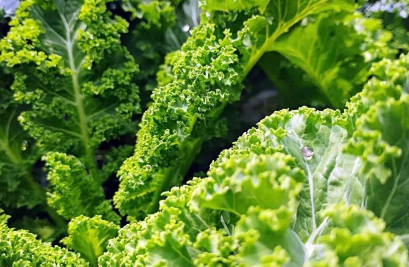 白象、袁記、三全、思念…紛紛盯上羽衣甘藍(lán)，“超級(jí)植物”開(kāi)始席卷速凍食品？