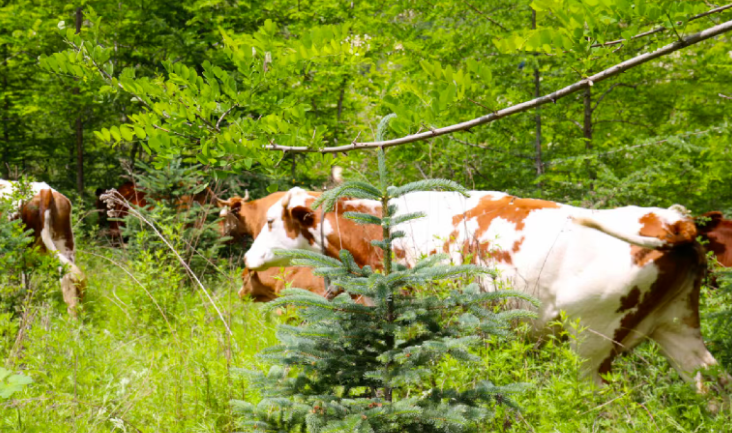 中國對進口牛肉實施三年保障措施，將會影響哪些行業(yè)？